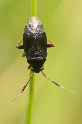  Capsus ater (Linnaeus, 1758)