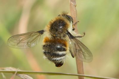  Fallenia fasciata (Fabricius, 1805)