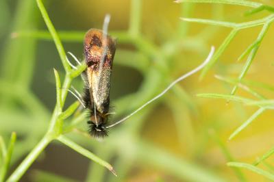  Nemophora fasciella (Fabricius, 1775)