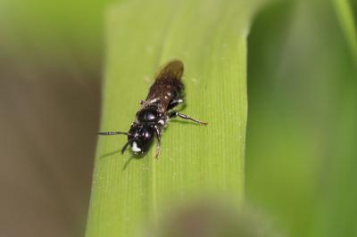 Ceratine commune Ceratina cucurbitina (Rossi, 1792)