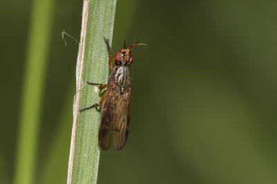  Dorycera 