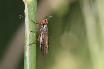  Dorycera 