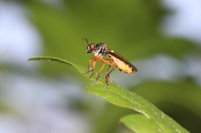  Dioctria bicincta Meigen, 1820