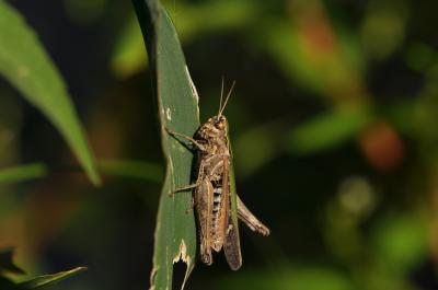Criquet noir-ébène Omocestus rufipes (Zetterstedt, 1821)