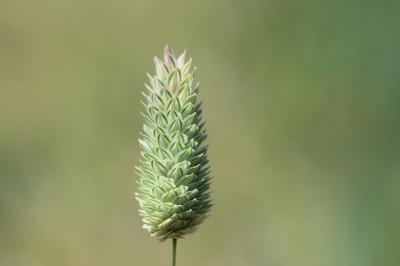 Alpiste des Canaries Phalaris canariensis L., 1753