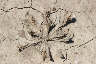Schlérochloa raide Sclerochloa dura (L.) P.Beauv., 1812