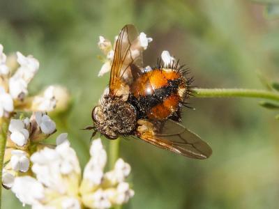  Peleteria rubescens (Robineau-Desvoidy, 1830)