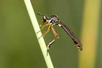  Dioctria bicincta Meigen, 1820