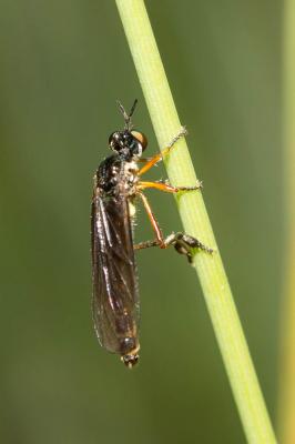  Dioctria bicincta Meigen, 1820