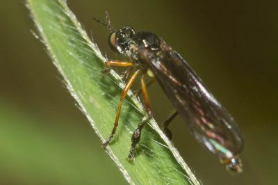  Dioctria bicincta Meigen, 1820