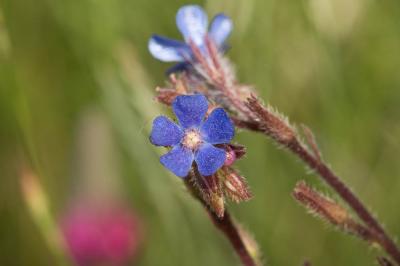 Buglosse d'Italie, Buglosse azurée Anchusa italica Retz., 1779