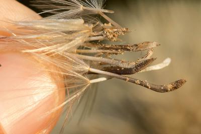 Urosperme de Daléchamps Urospermum dalechampii (L.) Scop. ex F.W.Schmidt, 1795