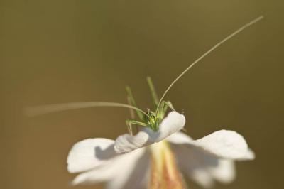 Phanéroptère liliacé,  Phi.lnéroptère feuille-de-l Tylopsis lilifolia (Fabricius, 1793)