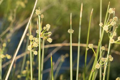 Scirpe-jonc Scirpoides holoschoenus (L.) Soják, 1972