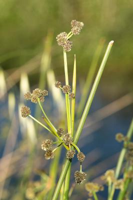 Scirpe-jonc Scirpoides holoschoenus (L.) Soják, 1972