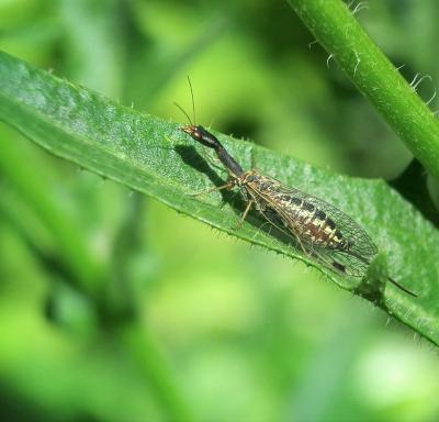 Rafidie Raphidia ophiopsis Linnaeus, 1758