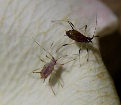 Puceron vert du rosier Macrosiphum rosae (Linnaeus, 1758)