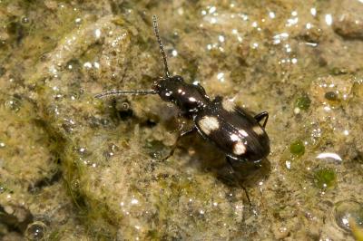  Bembidion quadripustulatum Audinet-Serville, 1821