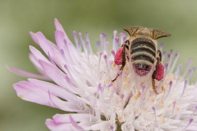 Abeille domestique, Abeille européenne, Abeille me Apis mellifera Linnaeus, 1758