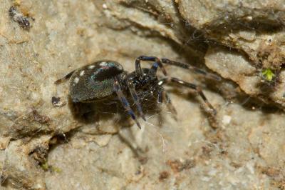  Nurscia albomaculata (Lucas, 1846)