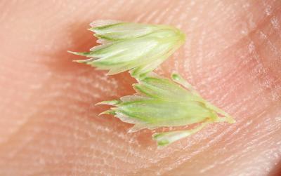 Alpiste paradoxal Phalaris paradoxa L., 1763