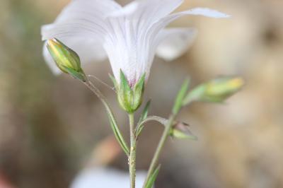 Lin souffré Linum suffruticosum L., 1753