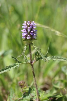 Brunelle laciniée Prunella laciniata (L.) L., 1763