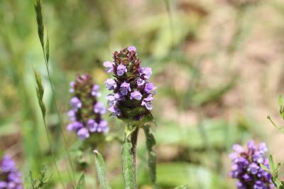 Brunelle laciniée Prunella laciniata (L.) L., 1763