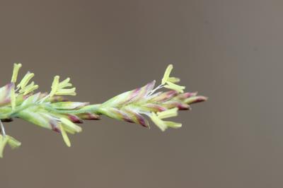 Glycérie Puccinellia festuciformis (Host) Parl., 1850