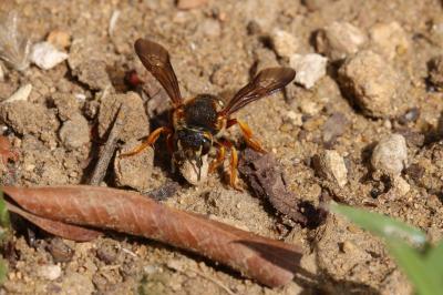  Rhodanthidium septemdentatum (Latreille, 1809)