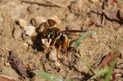  Rhodanthidium septemdentatum (Latreille, 1809)