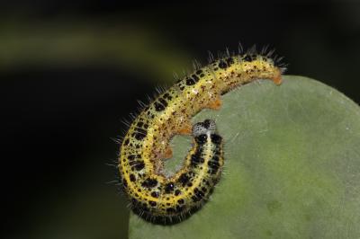 Piéride du Chou (La), Grande Piéride du Chou (La), Pieris brassicae (Linnaeus, 1758)