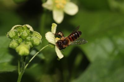  Andrena florea Fabricius, 1793