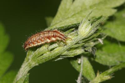  Chrysoperla Steinmann, 1964