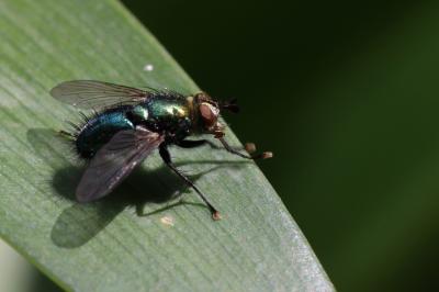  Chrysosomopsis aurata (Fallén, 1820)