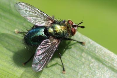  Chrysosomopsis aurata (Fallén, 1820)