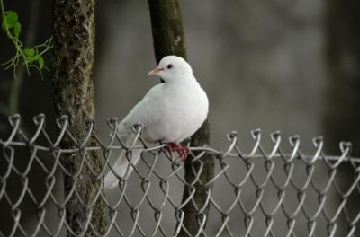 Tourterelle rieuse Streptopelia roseogrisea (Sundevall, 1857)
