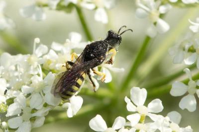  Lestica clypeata (Schreber, 1759)