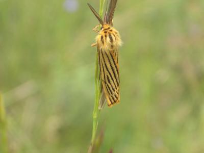 Ecaille striée (L') Spiris striata (Linnaeus, 1758)