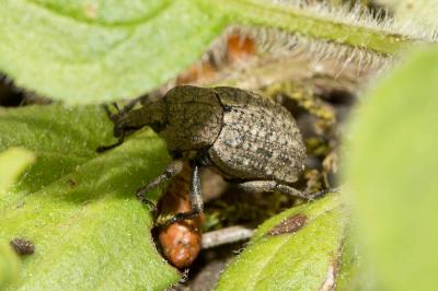  Minyops carinatus (Linnaeus, 1767)