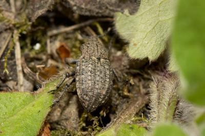  Minyops carinatus (Linnaeus, 1767)