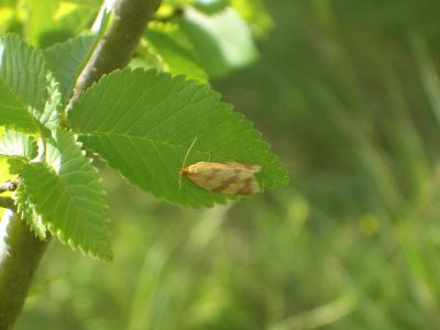  Clepsis pallidana (Fabricius, 1777)