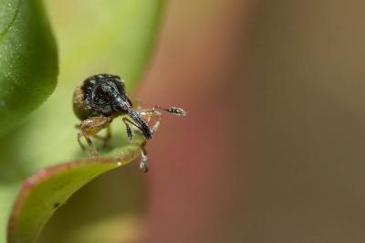  Nanomimus hemisphaericus (Olivier, 1807)