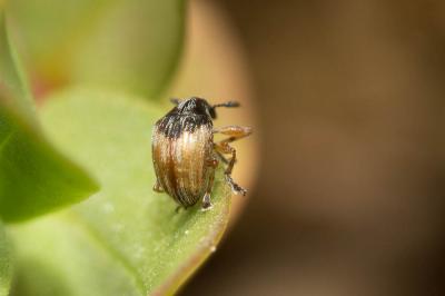  Nanomimus hemisphaericus (Olivier, 1807)