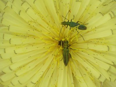 Oedemère noble Oedemera nobilis (Scopoli, 1763)