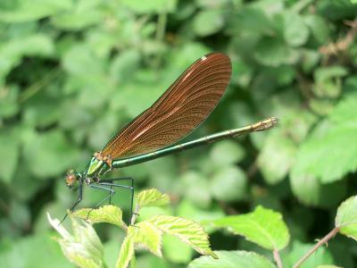 Caloptéryx vierge Calopteryx virgo (Linnaeus, 1758)
