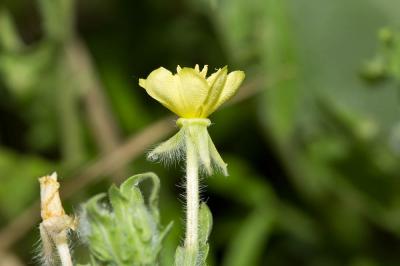 Onagre laciniée Oenothera laciniata Hill, 1768