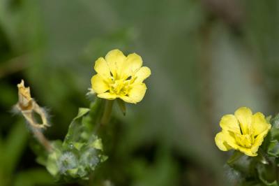Onagre laciniée Oenothera laciniata Hill, 1768