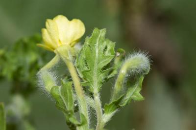 Onagre laciniée Oenothera laciniata Hill, 1768