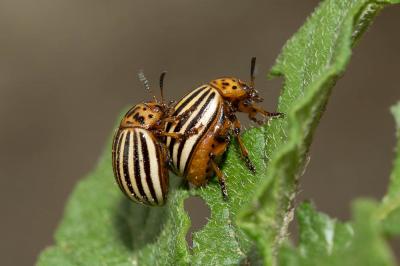 Doryphore (Le) Leptinotarsa decemlineata (Say, 1824)